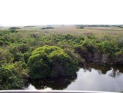 Paisaje del parque nacional de los Everglades