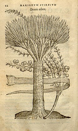 Dibujo histórico de Carolus Clusius