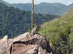 Ammospermophilus interpres en el desierto