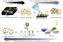 Representación de aplicaciones de la biología sintética