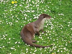 Nutria eurosiática