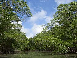Río de la Amazonía