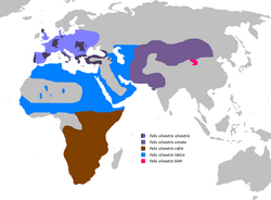 Mapa de distribución de las subespecies de Felis silvestris