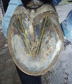 La ranilla del casco de un caballo