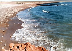 Panorámica lejana de la pingüinera en la provincia del Chubut