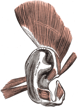 Músculos auriculares humanos