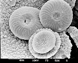 Cocolito moderno de Calcidiscus leptoporus