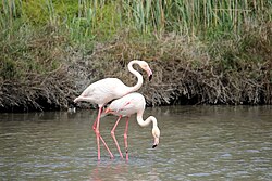 Ilustración taxonómica o representación de Phoenicopterus