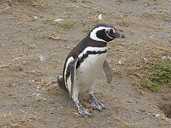Pingüino de Magallanes en su entorno