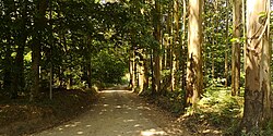 Paisaje forestal mixto con eucaliptos, pinos y castaños en Galicia