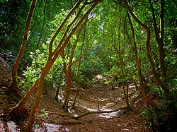 Bosque de Laurisilva en Tenerife