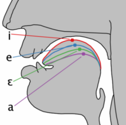 Radiografía de articulación de vocales
