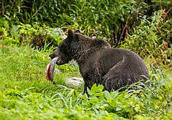 Oso pardo en Alaska