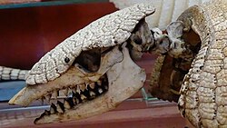 Cráneo de Chaetophractus villosus