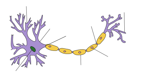 Estructura de una neurona clásica