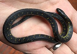 Atractus crassicaudatus en su hábitat