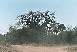 Árbol baobab en Sudáfrica