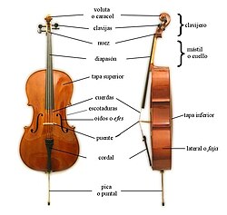 Partes detalladas del violonchelo