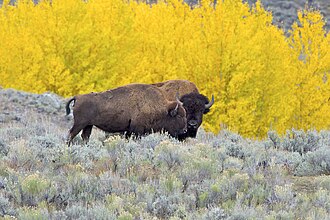 Bisonte americano y su cría en Yellowstone