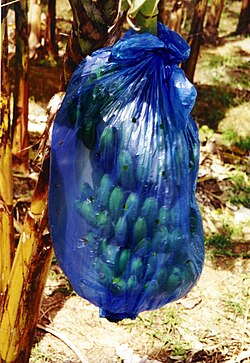Racimos de plátano protegidos