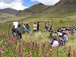 Cultivo tradicional de quinua en el altiplano