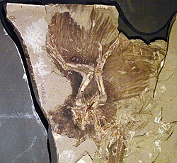 Fósil de Anchiornis con impresiones de plumas