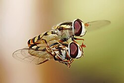Insectos sirfidos participando en relación sexual.