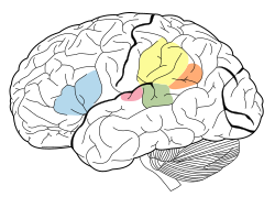 Áreas cerebrales del lenguaje
