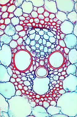 Anatomía Kranz en un haz vascular de maíz