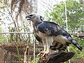 Detalle de las poderosas garras de un ejemplar en Brasil