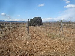 Vista general de un campo de viña cultivado.