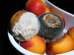 Nectarinas atacadas por dos mohos diferentes