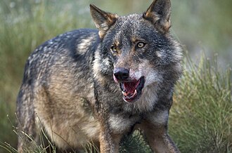Lobo ibérico en un entorno natural
