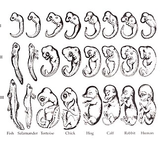 Dibujos históricos de embriones
