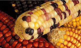 Mazorca de maíz con granos de diversos colores