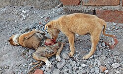 Fotografía de una cría de perro comiendo restos