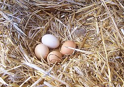 Huevos de gallina de diversas tonalidades y colores