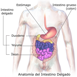 Representación gráfica del intestino delgado humano