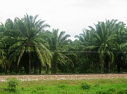 Plantación de palma en el departamento de Magdalena