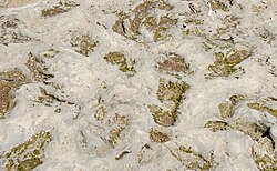 Improntas de pisadas humanas antiguas