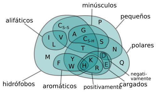 Representación gráfica de cadenas laterales de aminoácidos.