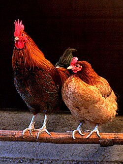 Un gallo a la izquierda y una gallina a la derecha mostrando su dimorfismo sexual