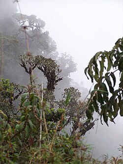 Región de los Yungas en Bolivia
