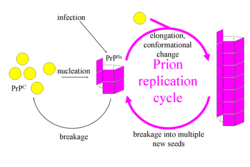 Esquema del ciclo autorreplicante y propagación de los priones