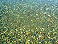 Fondo y sedimentos del Lago Pellegrini