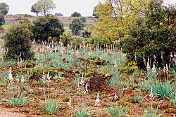 Bosque mixto en Torrecuadrada de los Valles