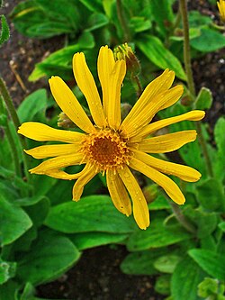 Detalle de la flor amarilla de Arnica montana