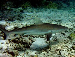 Tiburón de Galápagos en el hábitat marino de Malpelo