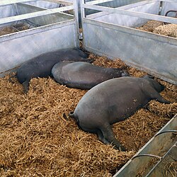 Ejemplares de cerdo ibérico reunidos en un recinto ferial