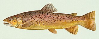 Trucha marrón (Salmo trutta) nadando en su hábitat natural